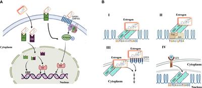 Roles of estrogens, estrogen-like compounds, and endocrine disruptors in adipocytes